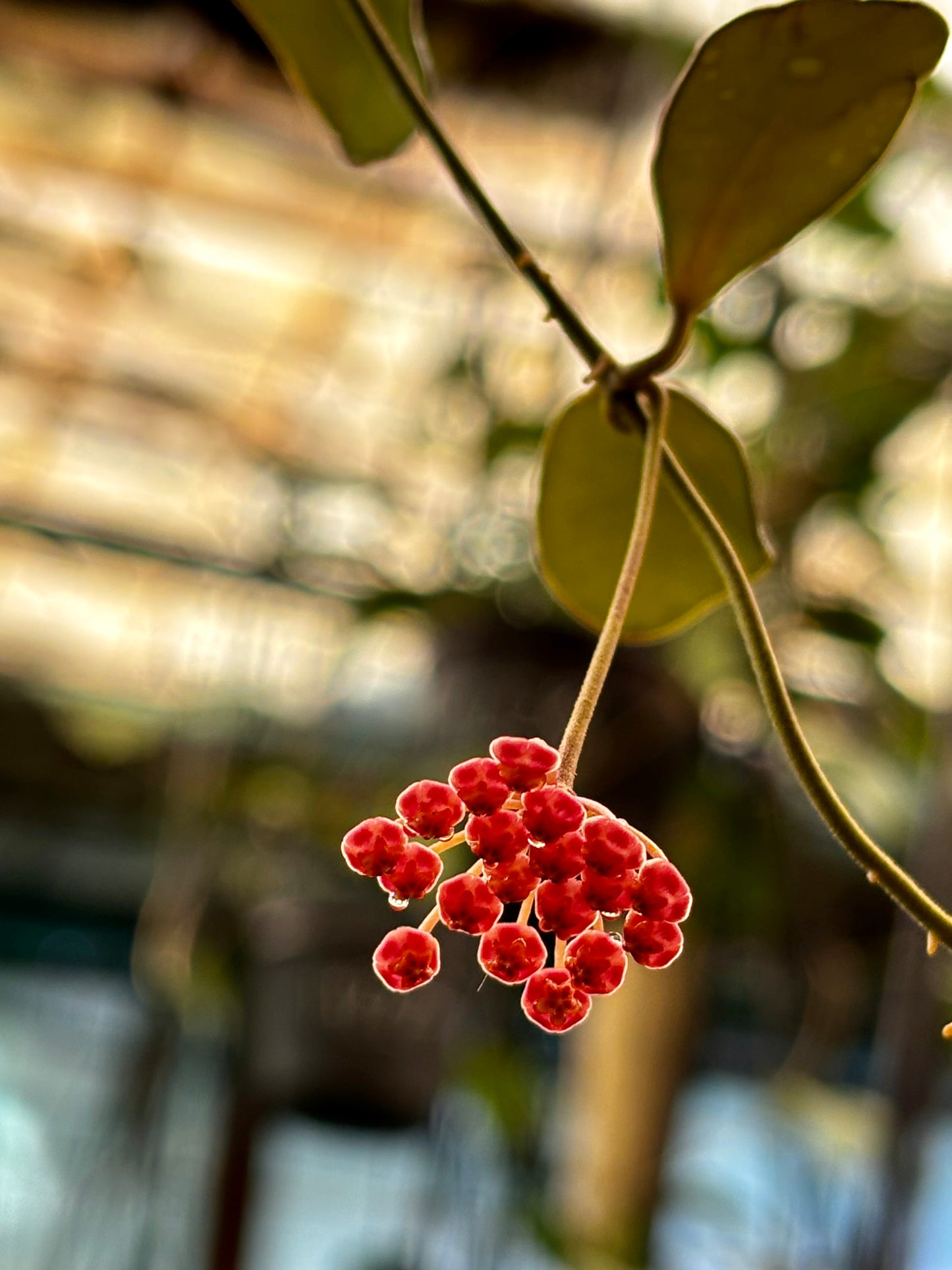 Hoya panchoi Philippines IML 0260 H137