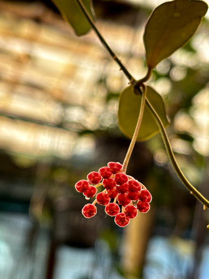 Hoya panchoi Philippines IML 0260 H137