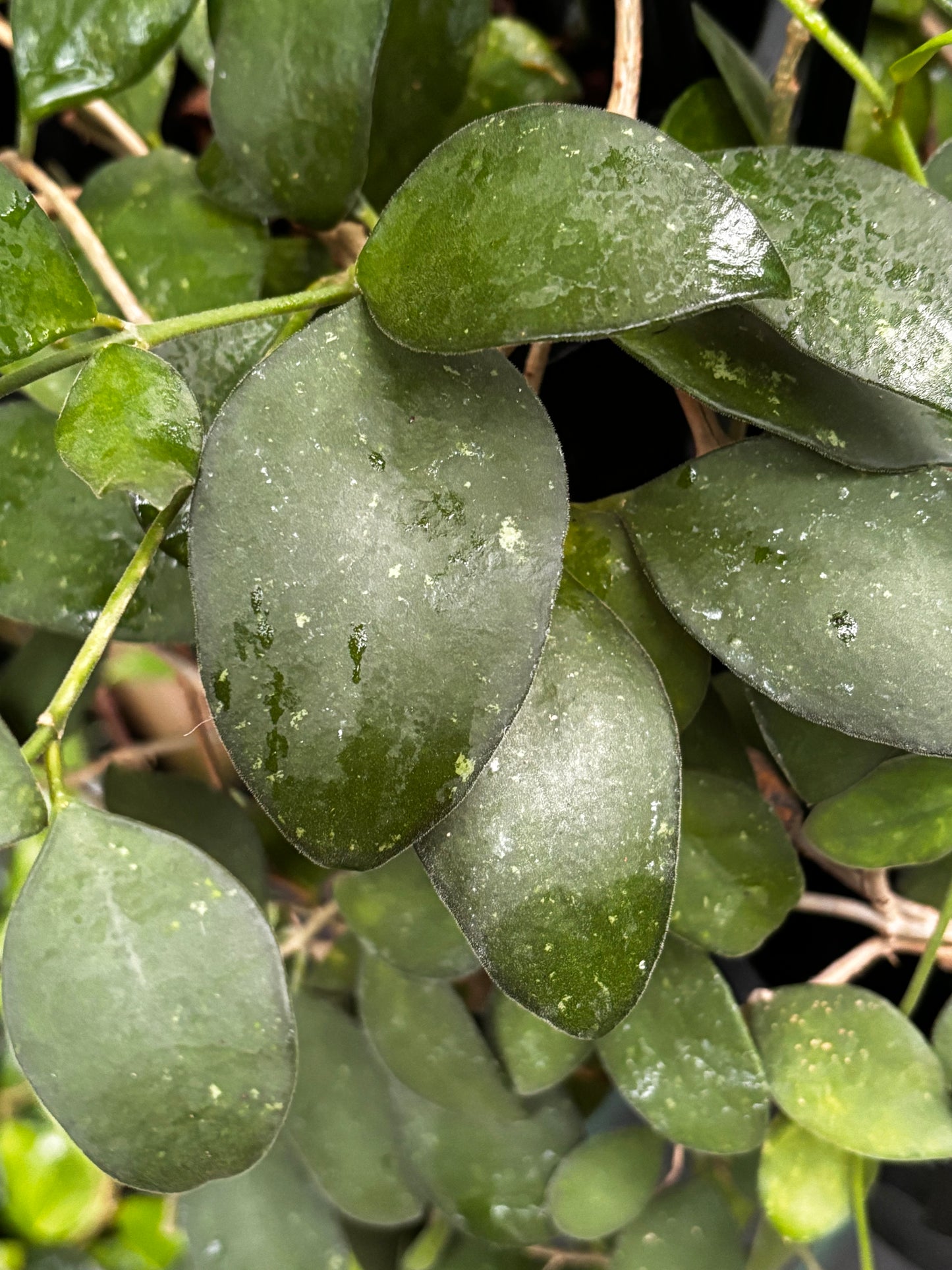 Hoya nummularioides IML 0240 H112