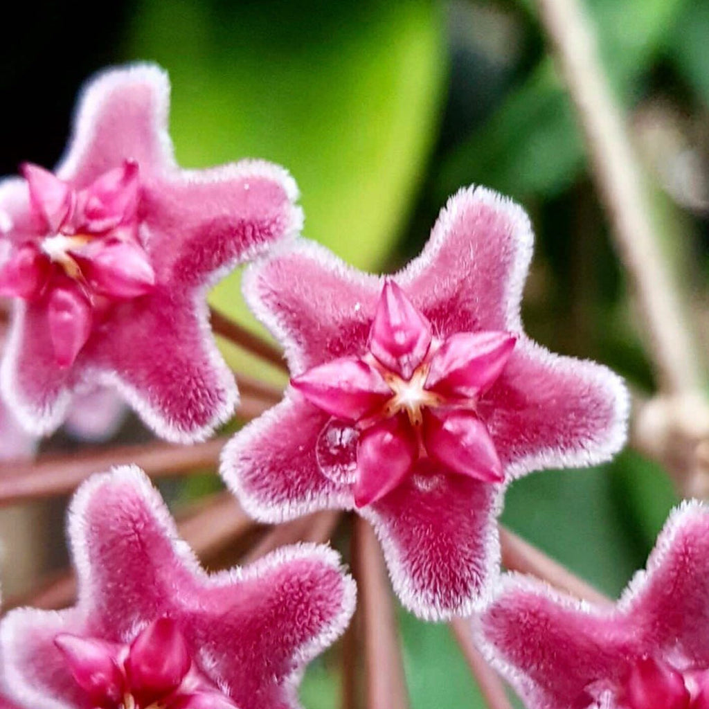 Hoya sp. Ban Ngong Ngoy IML 1514 H170