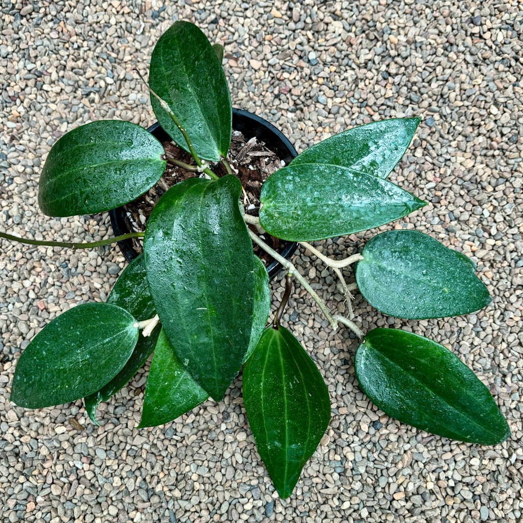 Hoya latifolia Singapore IML 1043 H302