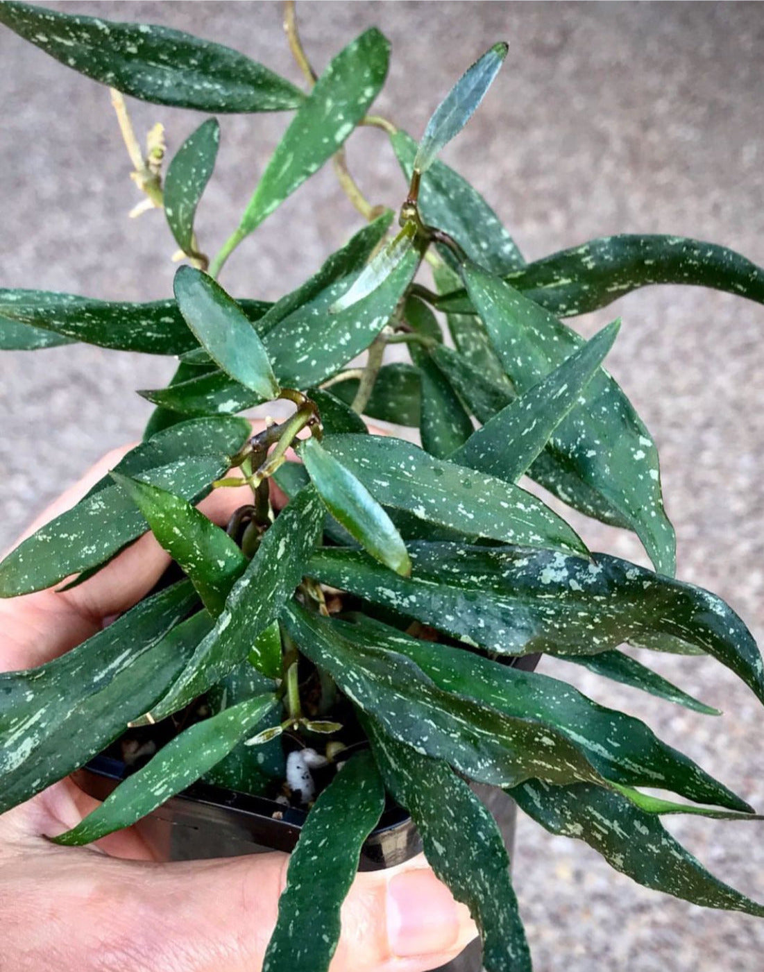 Hoya mirabilis H360
