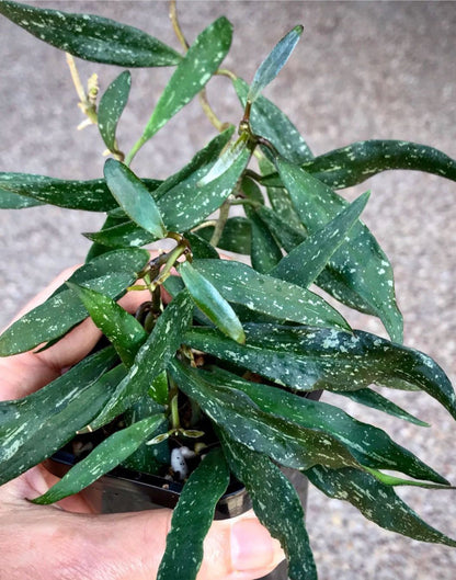 Hoya mirabilis H360
