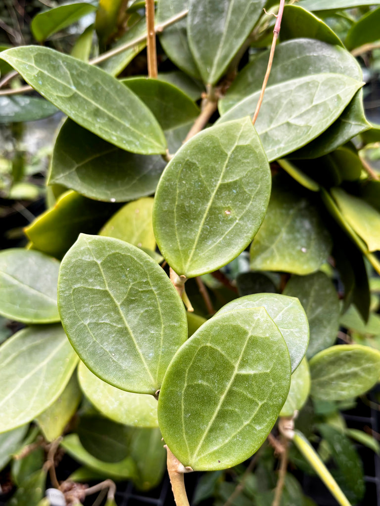 Hoya 'Christine' H180
