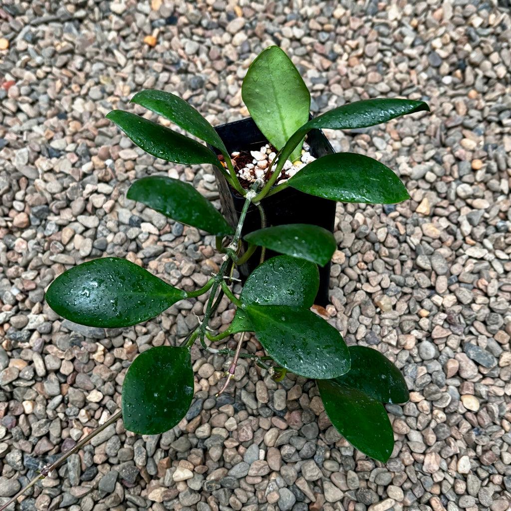 Hoya lucardenasiana H445