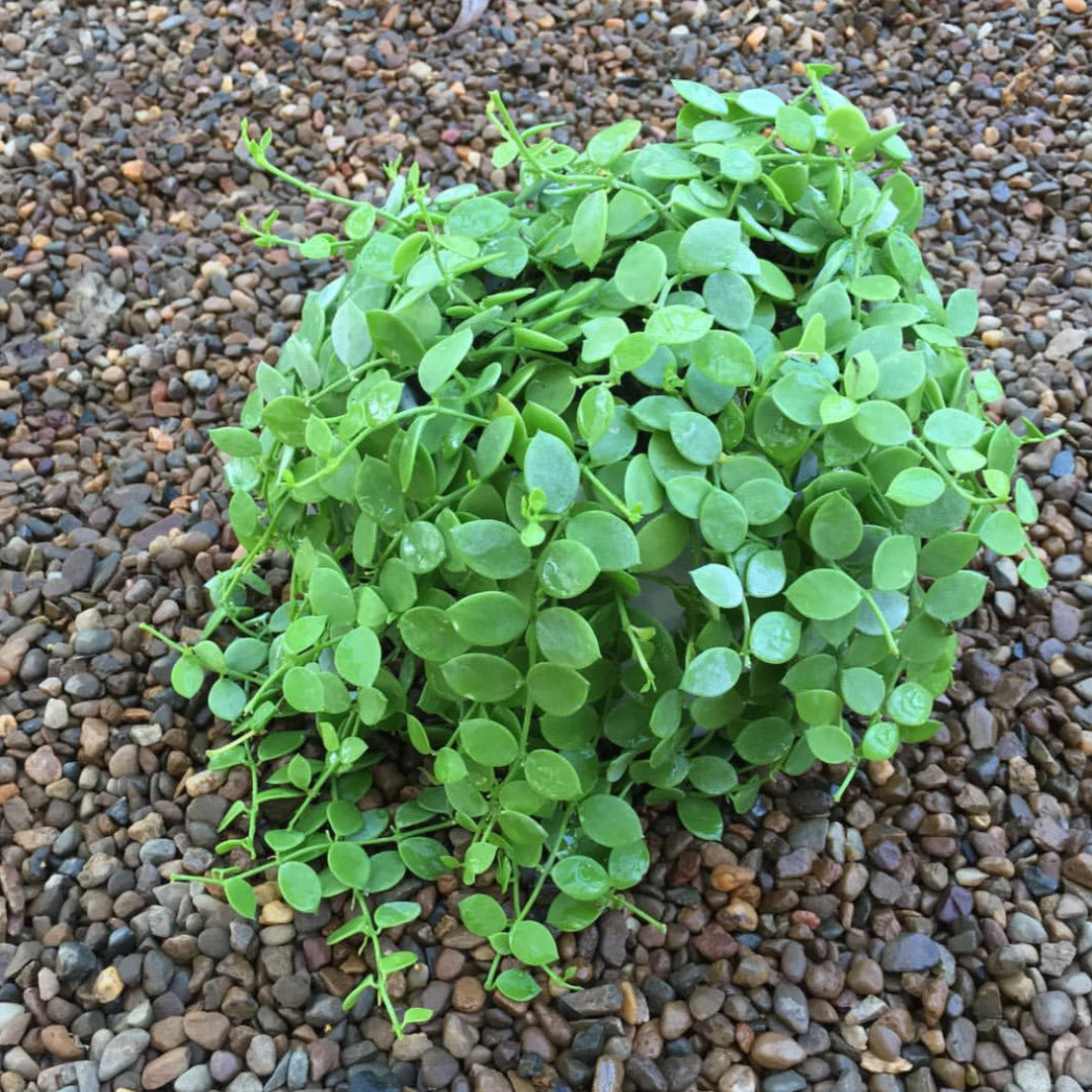 Dischidia nummularia - thin leaf D19