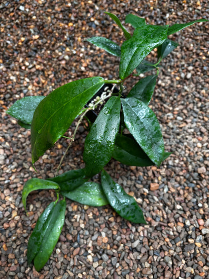 Hoya subcalva IML 0484 H83
