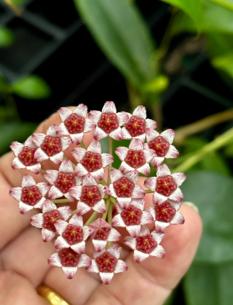 Hoya halophila IML 1116 H103