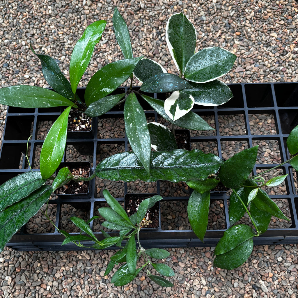 Beginner's Hoya Pack #4 (updated Jan '26)