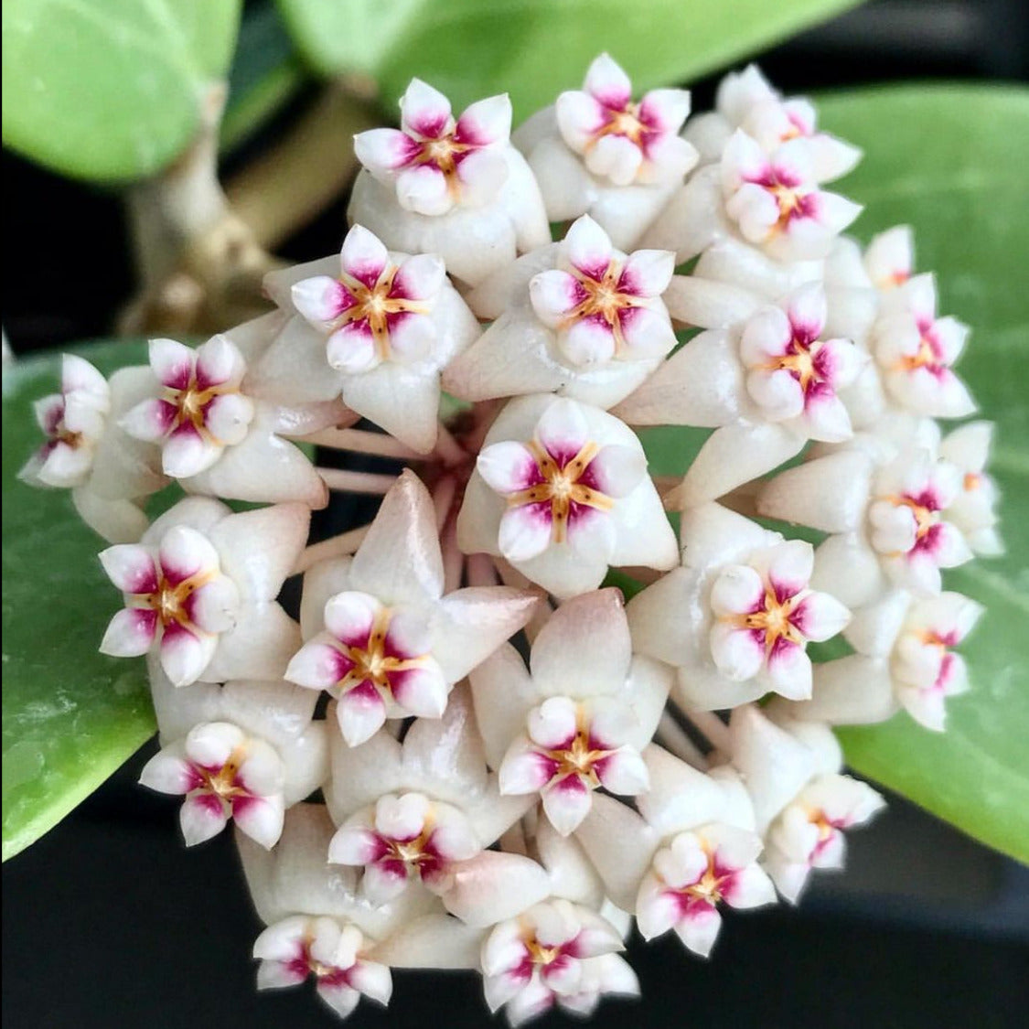 Hoya verticillata H205