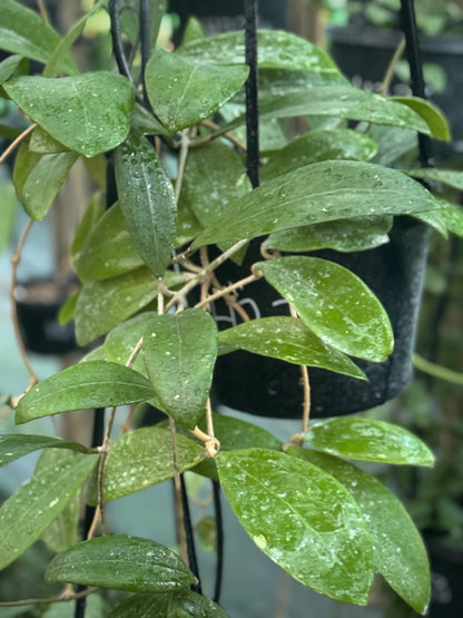 Hoya bhutanica IML 0224 H221