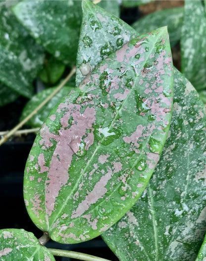 Hoya wibergiae IML 1618 H91
