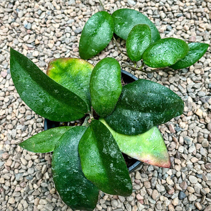 Hoya caudata Tioman Is. IML 1687 H51