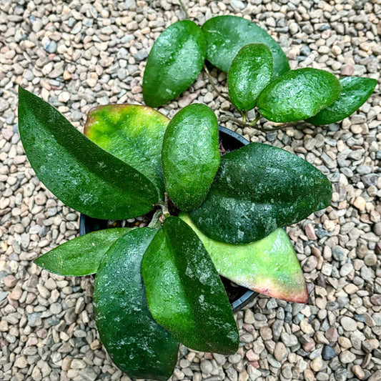 Hoya caudata Tioman Is. IML 1687 H51