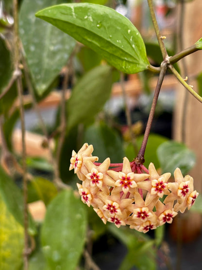 Hoya limoniaca IML 0092 H253