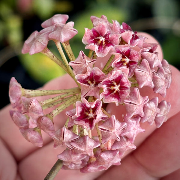 Hoya erythrostemma 'red' IML 1423 H58