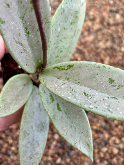 Hoya pubicalyx 'Pink Silver Ghost' H491
