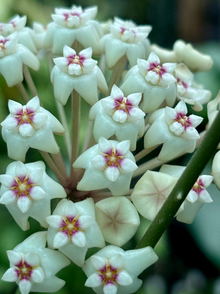 Hoya verticillata var. hendersonii H314