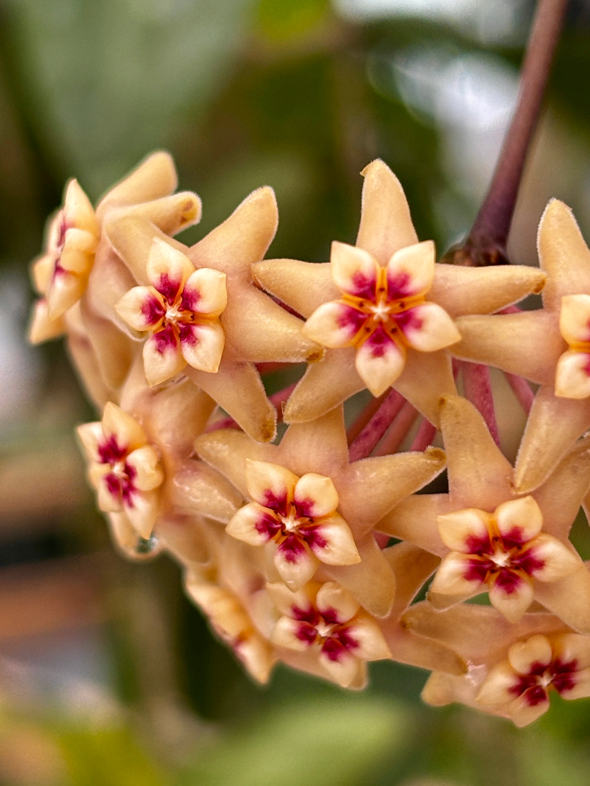 Hoya limoniaca IML 0092 H253
