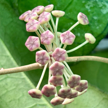 Hoya sp. Thailand IML 1398 H133