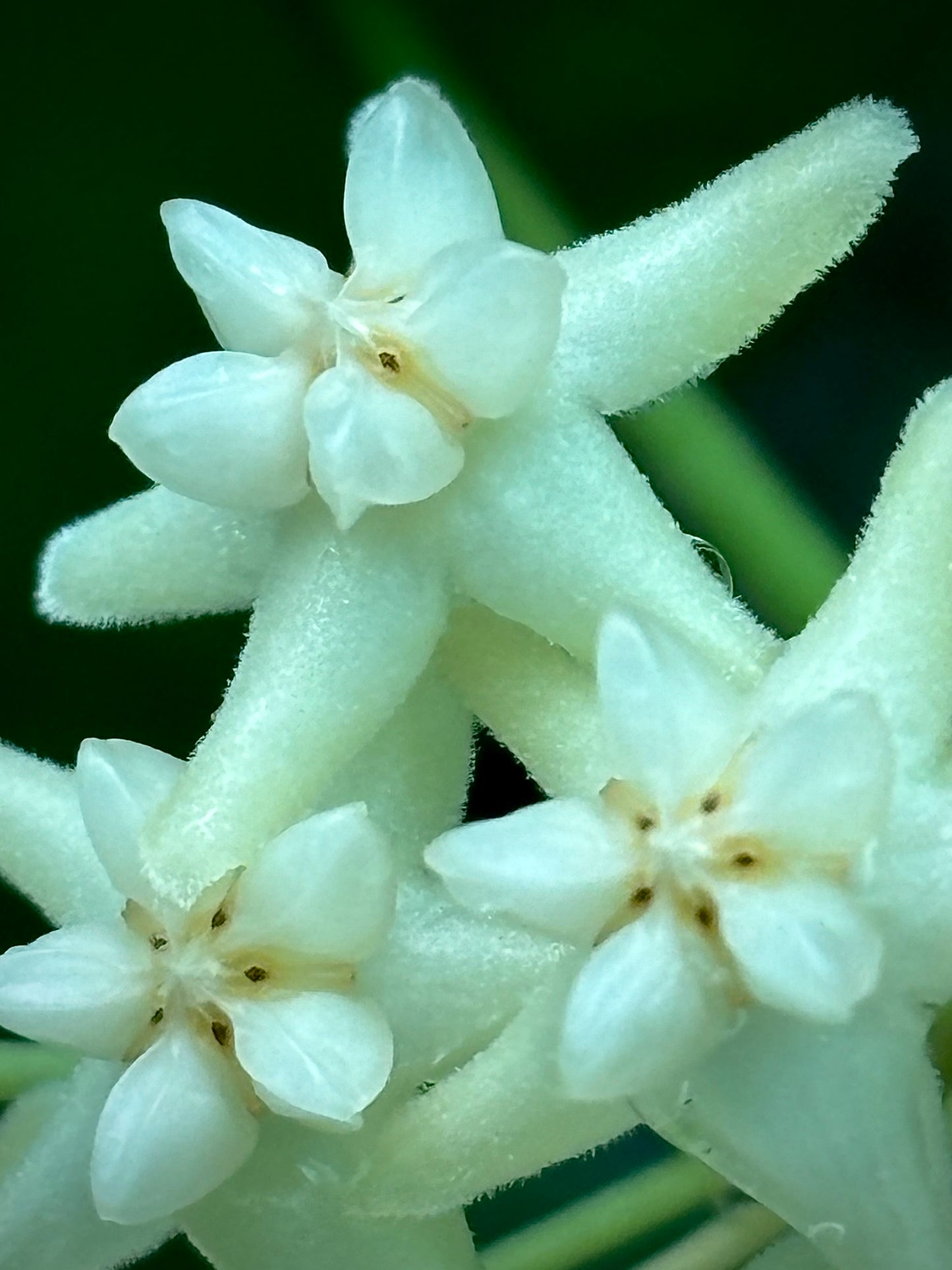 Hoya cagayanensis IML 1600 H279