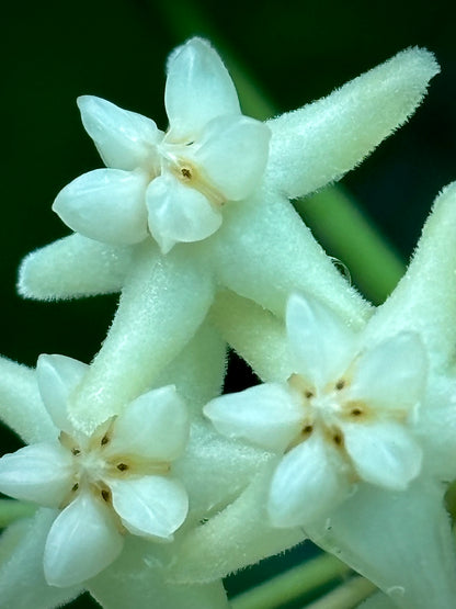 Hoya cagayanensis IML 1600 H279
