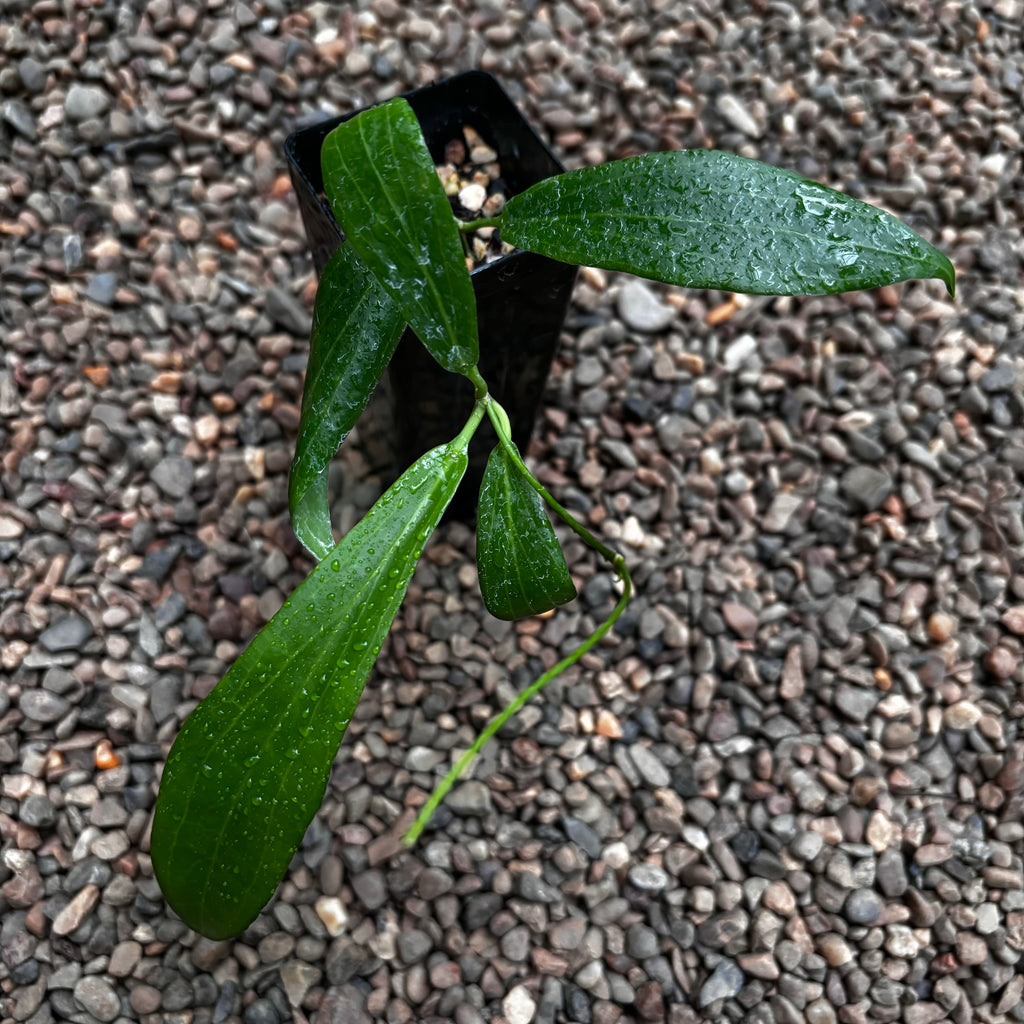 Hoya valmayoriana IML 0831 H87