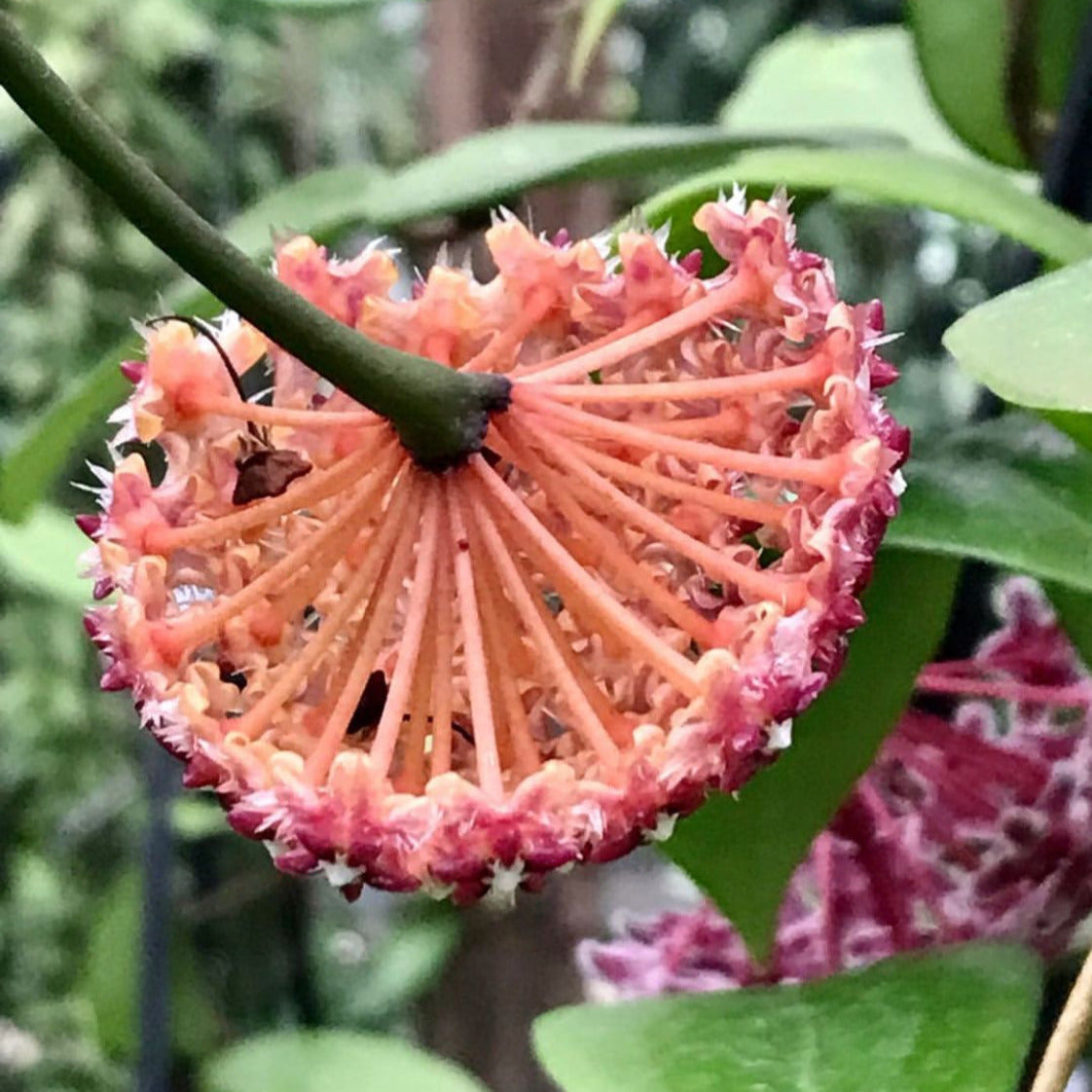 Hoya mindorensis ssp. Superba  IML 0768 H169
