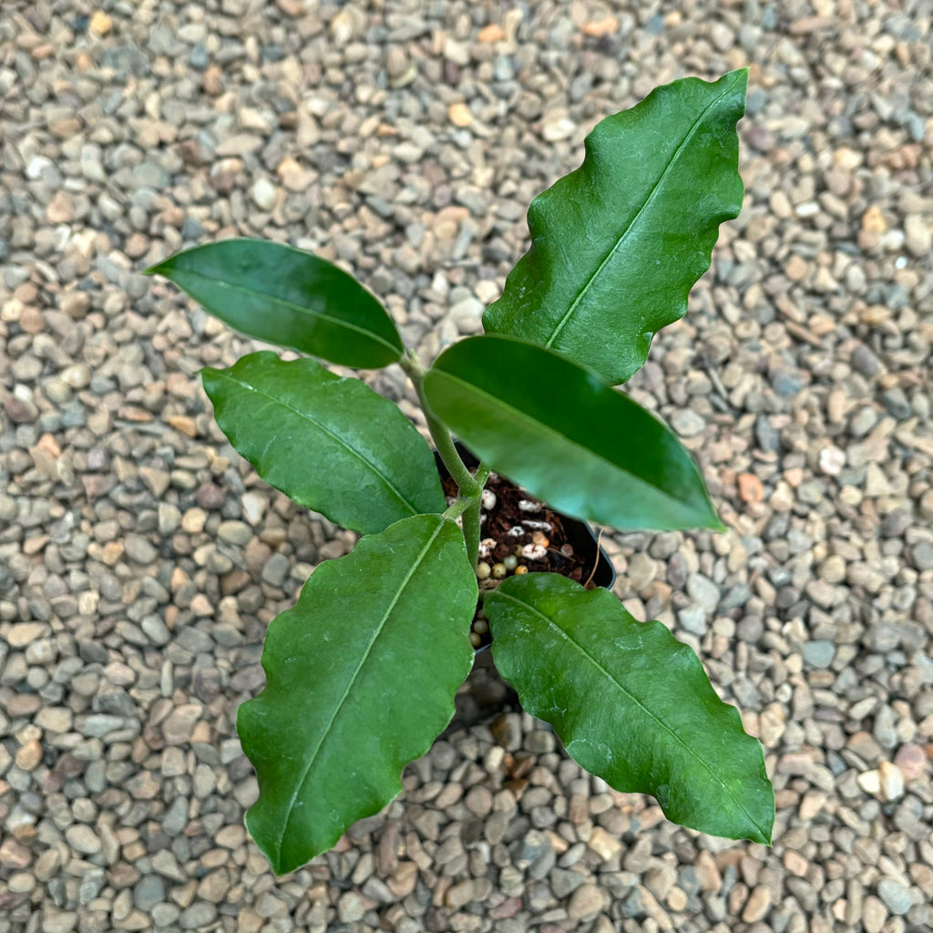 Hoya imperialis H353