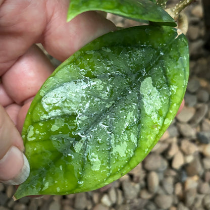 Hoya vitellinoides Sumatra IML 1198 H124