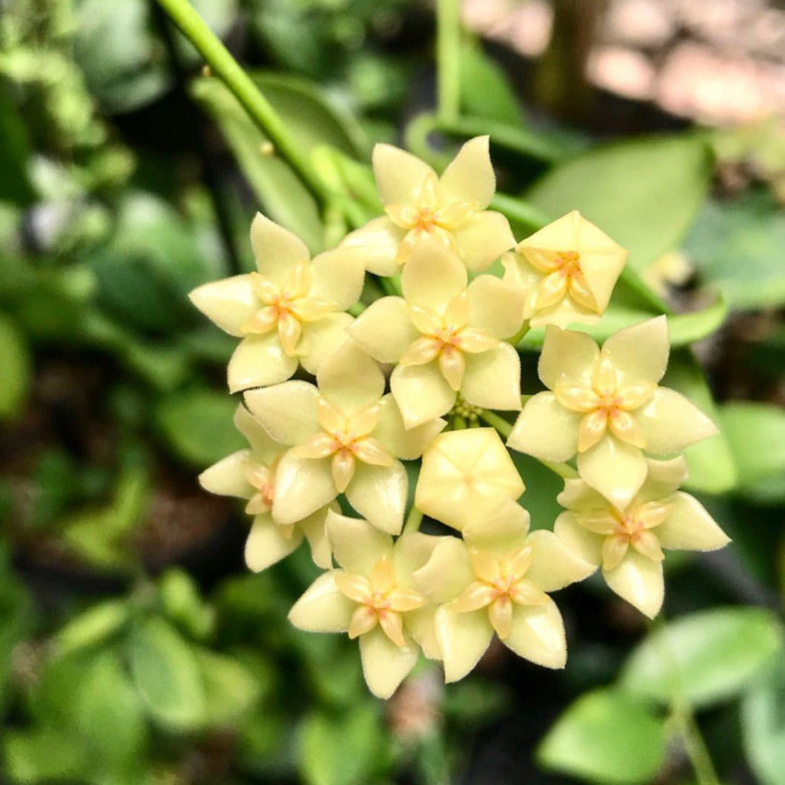 Hoya vanuatuensis H5
