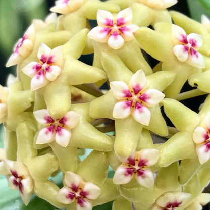 Hoya neocaledonica IML 1647 H166