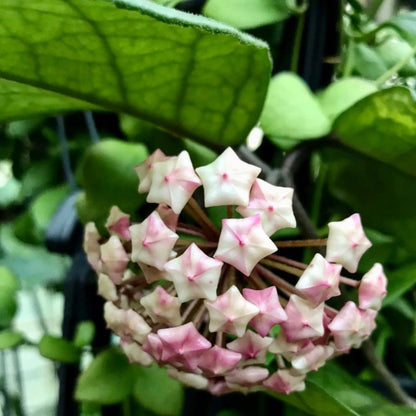 Hoya fungii H3