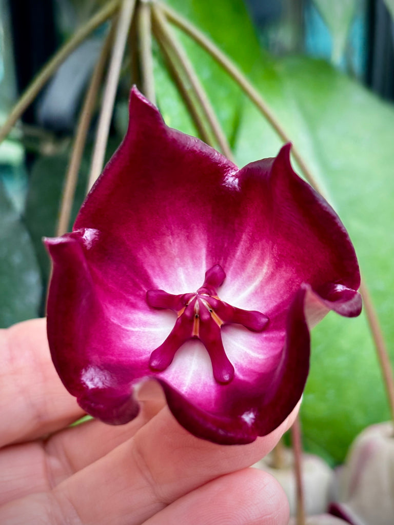 Hoya macgillivrayi H34
