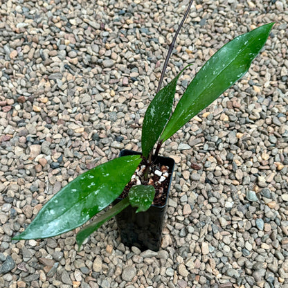 Hoya pubicalyx 'Chinese Black' H407