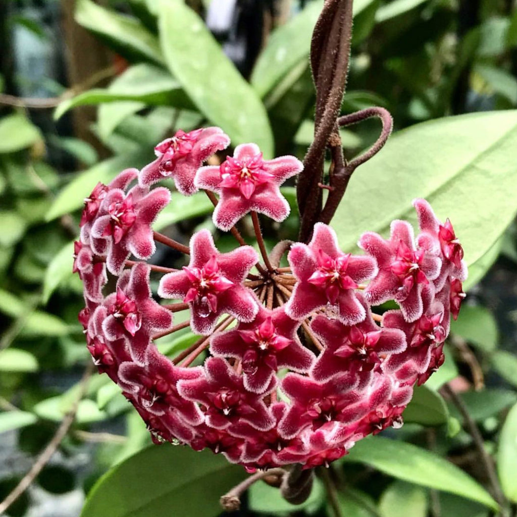 Hoya sp. Ban Ngong Ngoy IML 1514 H170