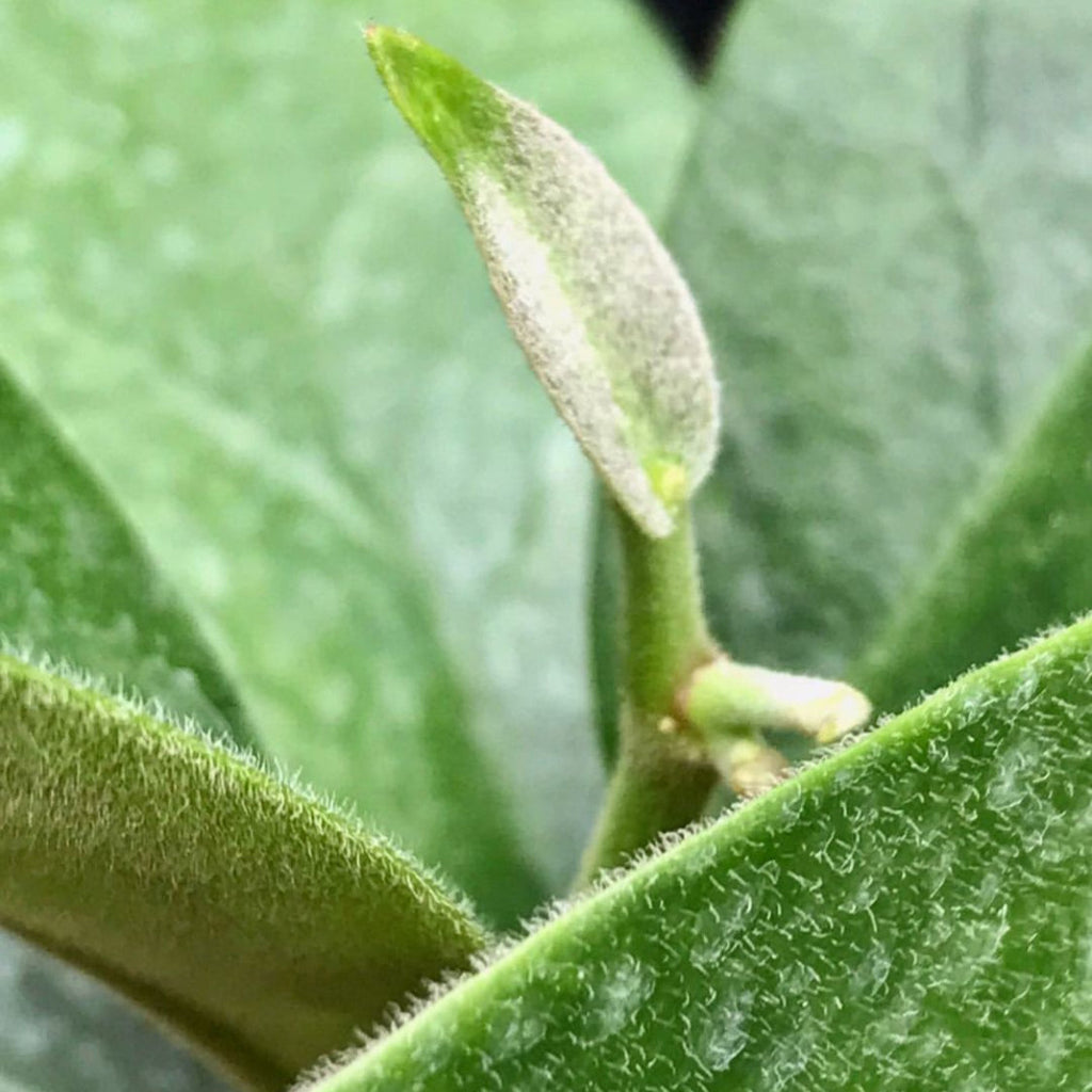 Hoya albiflora H177