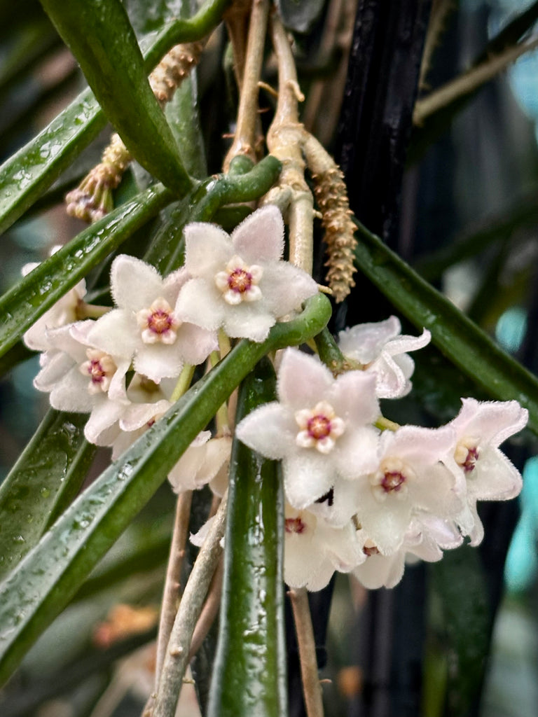 Hoya shepherdii IML 0048 H148