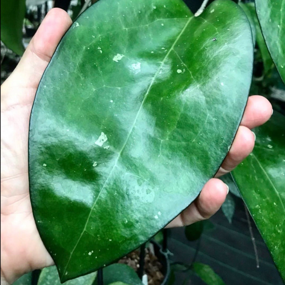 Hoya sp. Java IML 0452 H125