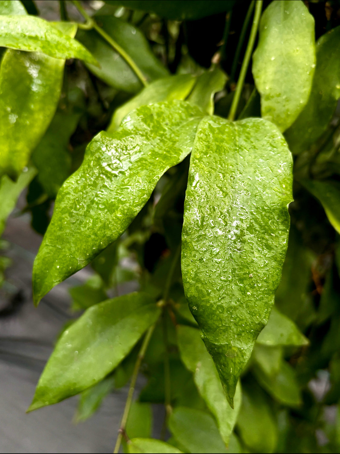Hoya minahassae IML 1863 H259