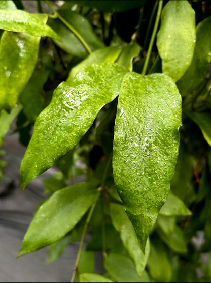 Hoya minahassae IML 1863 H259