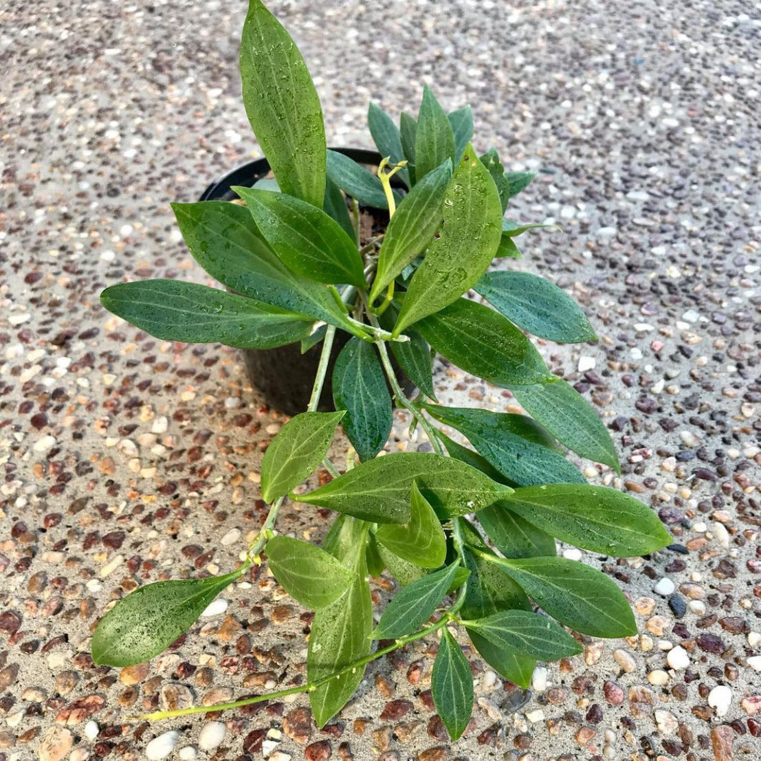 Hoya chunii (chuniana) H150