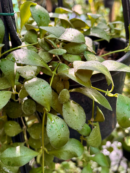 Hoya panchoi IML 0228 H69