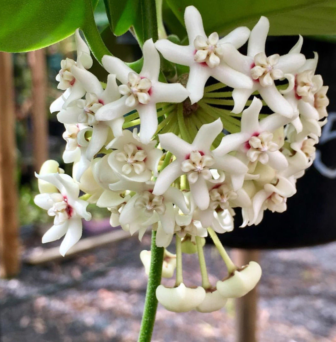 Hoya australis ssp. australis - round leaf H45