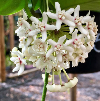 Hoya australis ssp. australis - round leaf H45