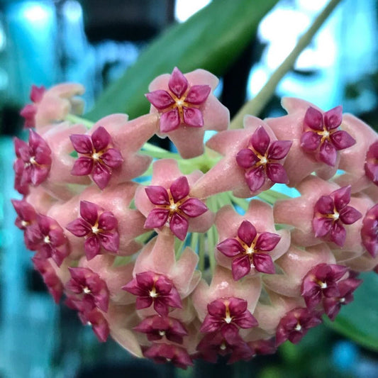Hoya aldrichii IML 1418 H217