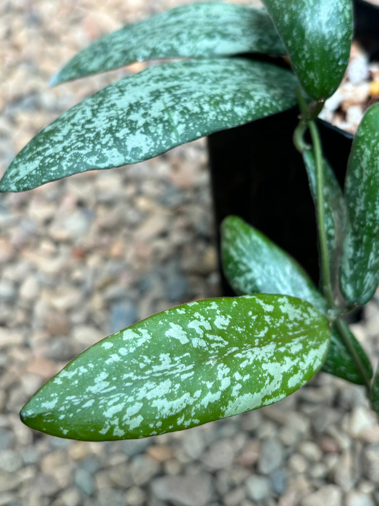 Hoya sigillatis Borneo (wide leaf) H401