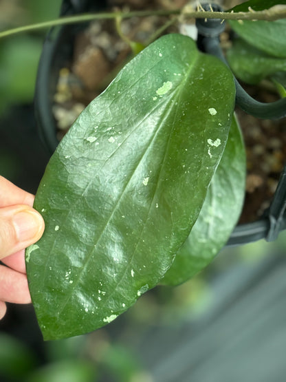 Hoya purpureo-fusca IML 0728 H79