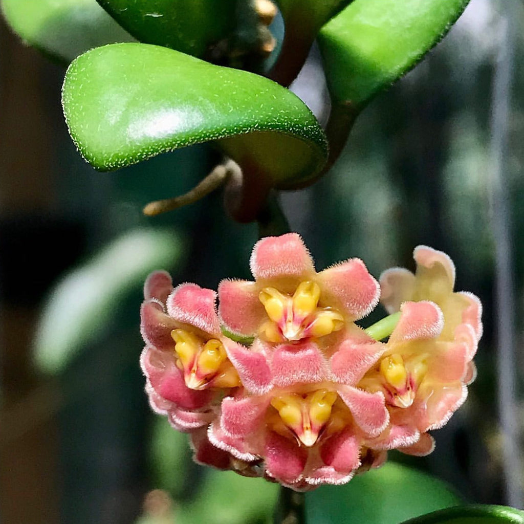 Hoya davidcummingii IML 0892 H55