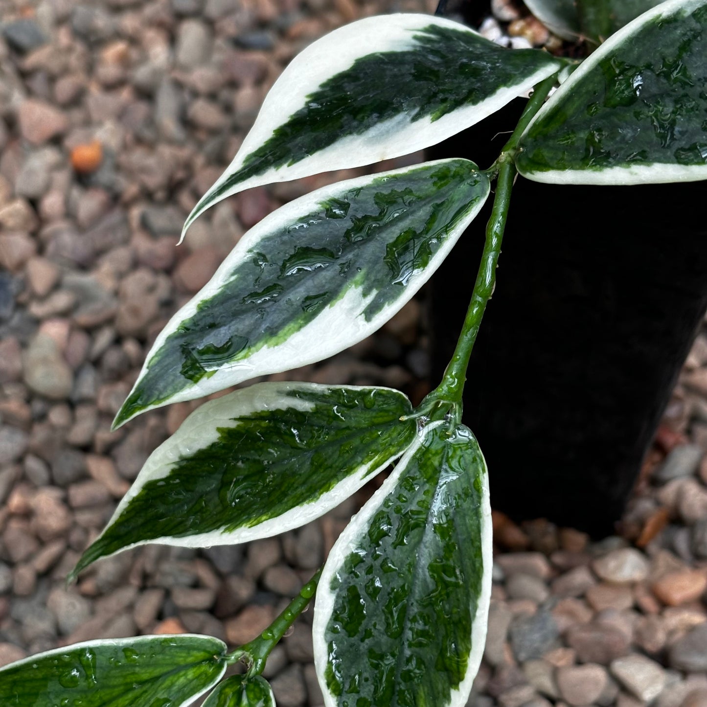 Hoya polyneura albomarginata H476